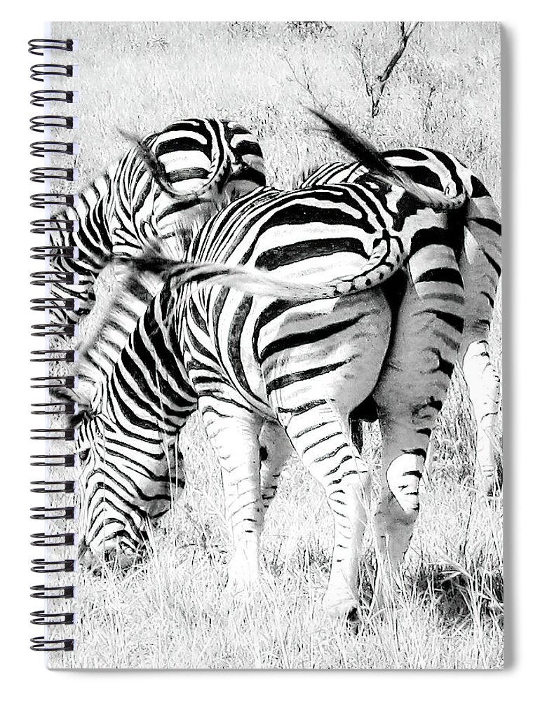 Zebras Spiral Notebook featuring the photograph The Best Things Come In Three Zebras by Rebecca Herranen