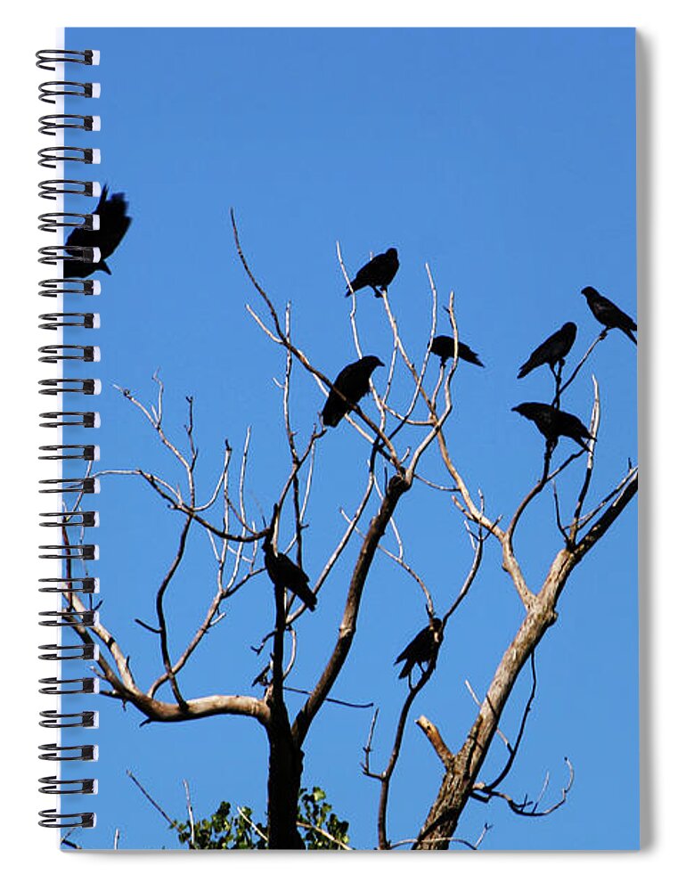 Crows Spiral Notebook featuring the photograph The Birds by Cheryl Day