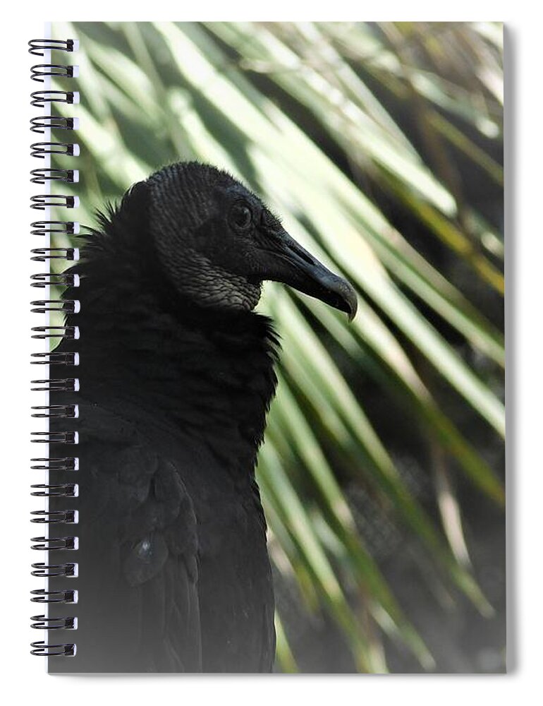 Bird Spiral Notebook featuring the photograph The Black Vulture by Carl Moore