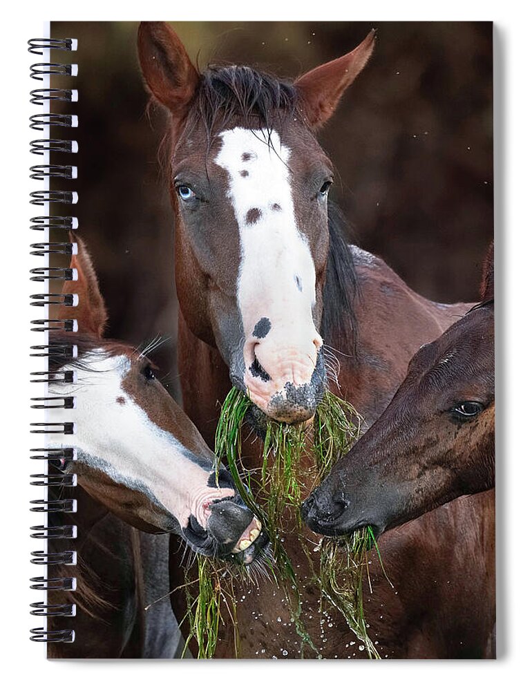 Stallion Spiral Notebook featuring the photograph The Blue-Eyed Mare. by Paul Martin