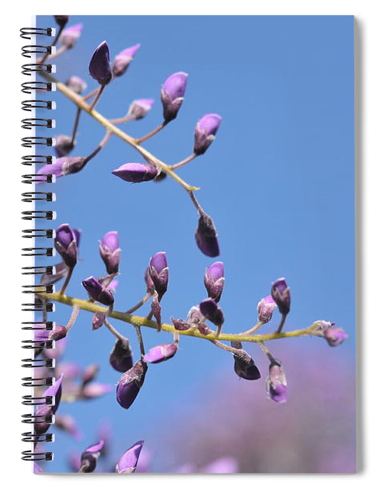  Spiral Notebook featuring the photograph The Buds of Wisteria by Jenny Rainbow