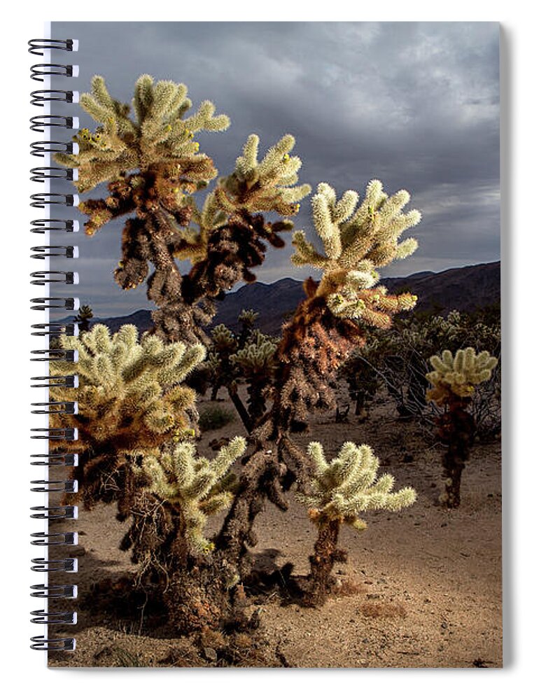 Joshua Tree National Park Spiral Notebook featuring the photograph The Cholla Garden by Joseph Philipson