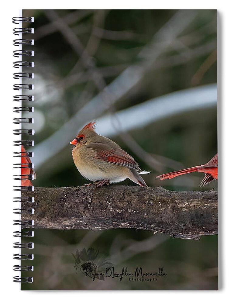 Cardinal Spiral Notebook featuring the photograph The College of Cardinals by Regina Muscarella