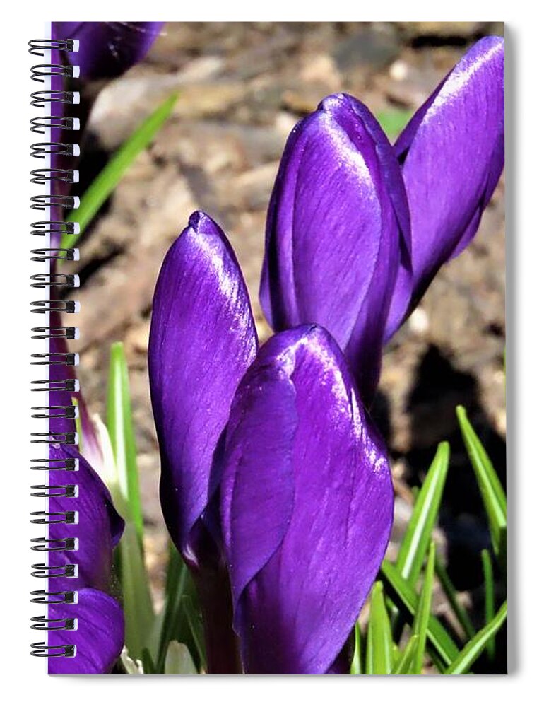 Flowers Spiral Notebook featuring the photograph The Crocus is Spring's Promise by Linda Stern