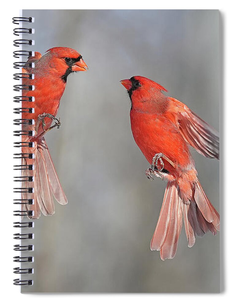 Northern Cardinal Spiral Notebook featuring the photograph The Dance of the Cardinals by Asbed Iskedjian