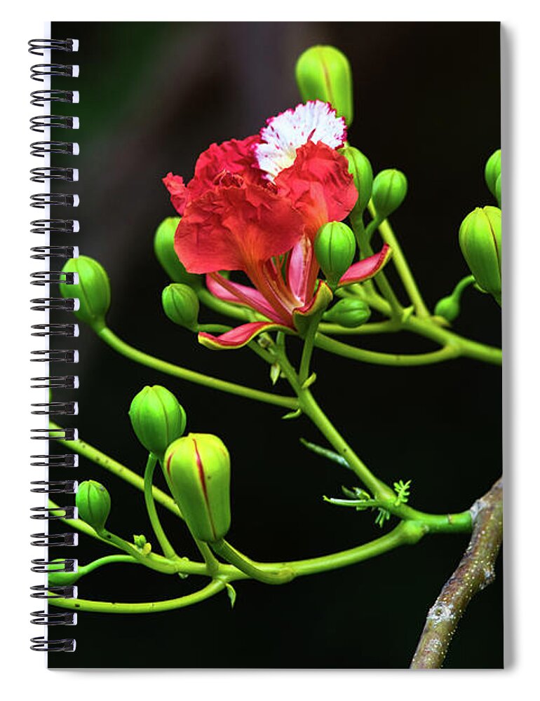 Nature Art Spiral Notebook featuring the photograph The Delonix Regia by Gian Smith
