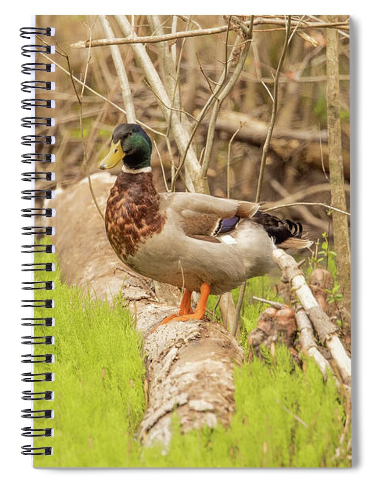 Nature Photography Spiral Notebook featuring the photograph The Drake by Donna Twiford