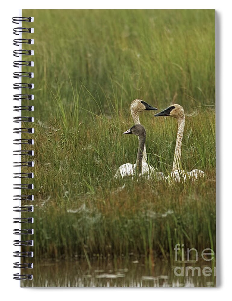 Trumpeter Swan Spiral Notebook featuring the photograph The Family Trumpeter by Natural Focal Point Photography