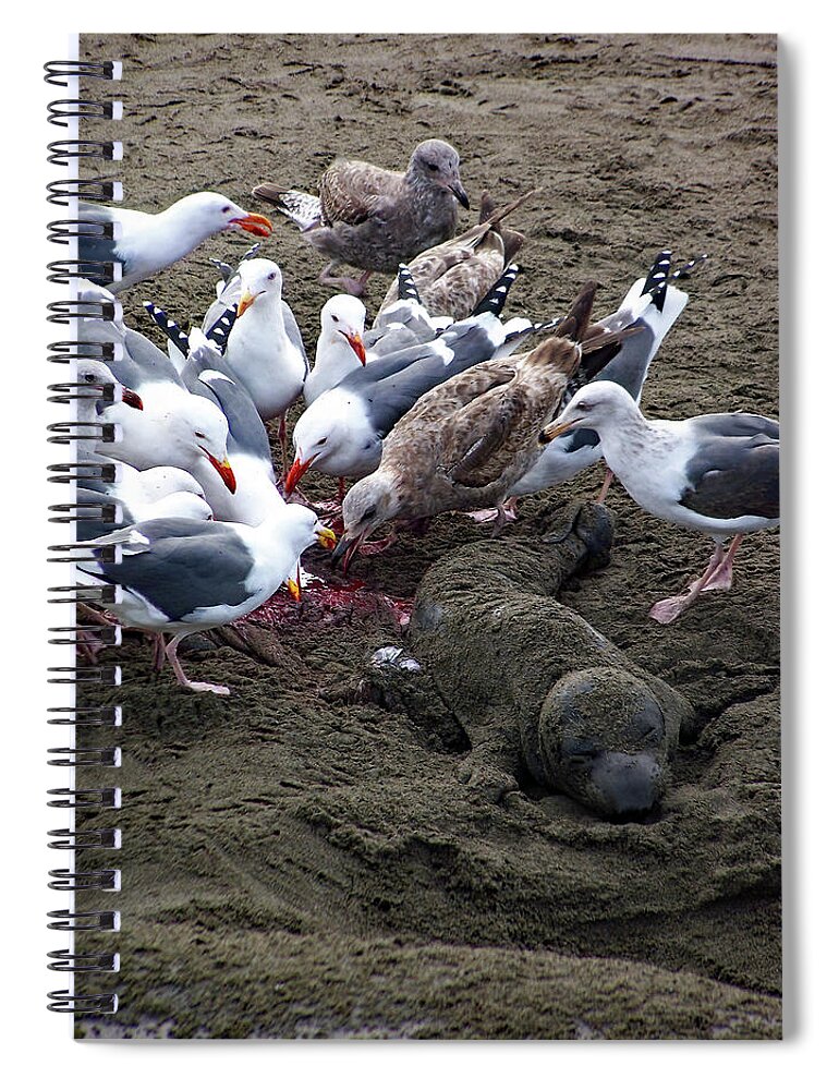 The Feast Spiral Notebook featuring the photograph The Feast by Jennifer Robin