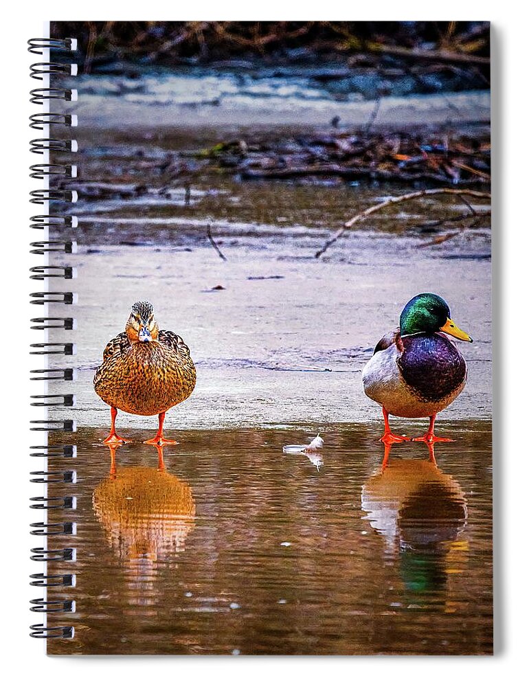The Featherfeather Spiral Notebook featuring the photograph The feather #k7 by Leif Sohlman