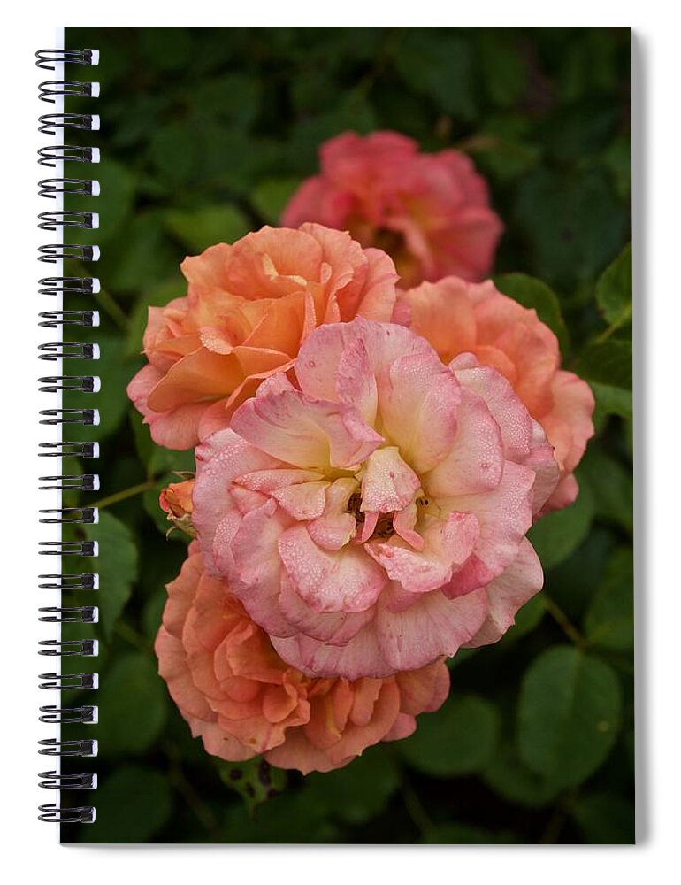 Roses Spiral Notebook featuring the photograph The Five Roses Greeting Card by Richard Cummings