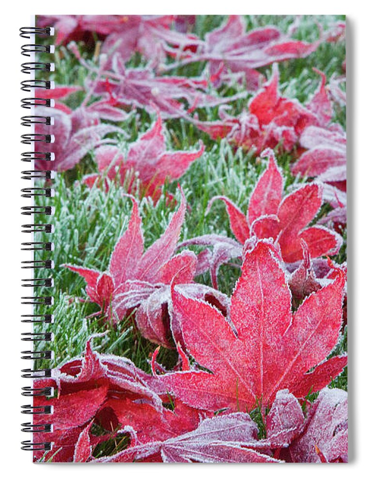 Maple Spiral Notebook featuring the photograph The Frosted Fallen by Marilyn Cornwell