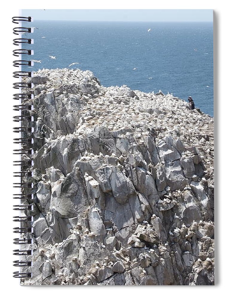 Nature Reserve Spiral Notebook featuring the photograph The Gannet Colony, Saltee Islands by Joe Cashin