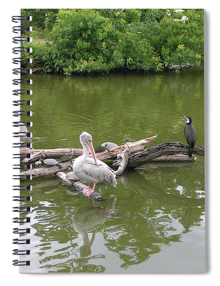 Pelican Spiral Notebook featuring the photograph The Gathering by Heather E Harman