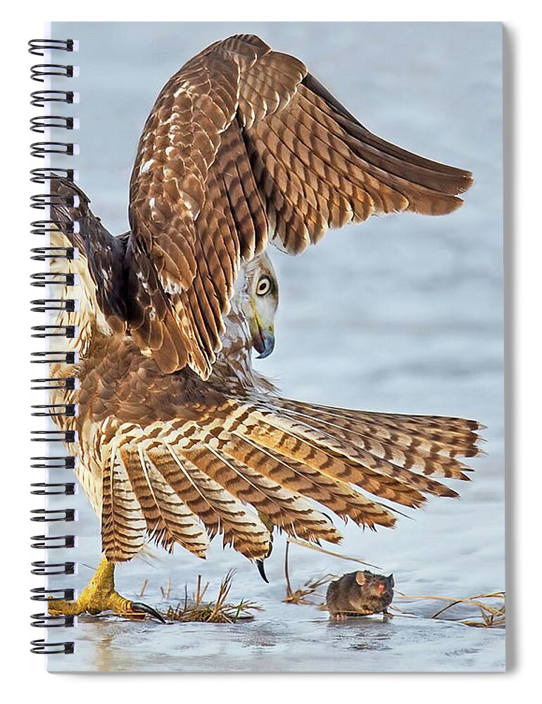 Red-tailed Hawk Spiral Notebook featuring the photograph The Great Escape by CR Courson