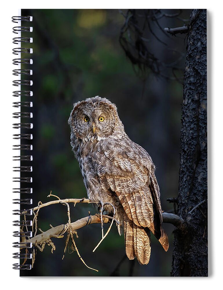  Yellowstone Spiral Notebook featuring the photograph The Grey by Gary Langley