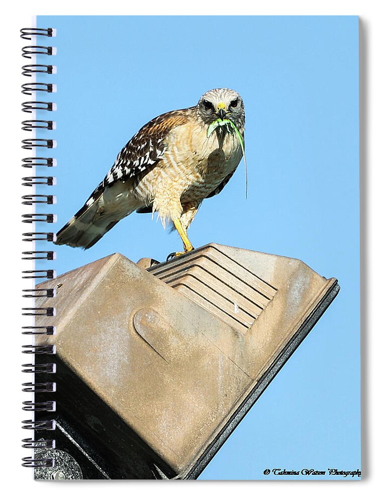 Hawk Spiral Notebook featuring the photograph The Hungry Hawk by Tahmina Watson