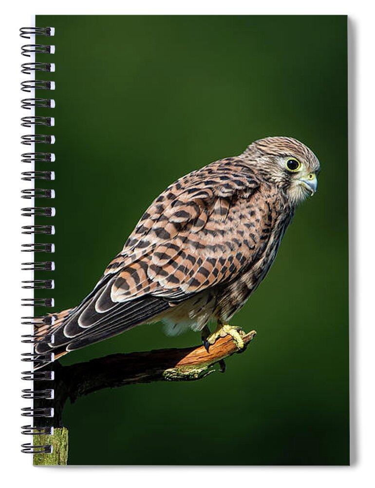 Kestrel Spiral Notebook featuring the photograph The hunting position in profile for the young kestrel by Torbjorn Swenelius
