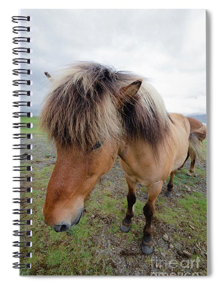 Icelandic Horse Spiral Notebook featuring the photograph The Icelandic Horse by Eva Lechner