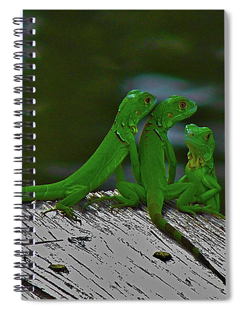 Reptile Spiral Notebook featuring the photograph The Iguana Children by Carl Moore