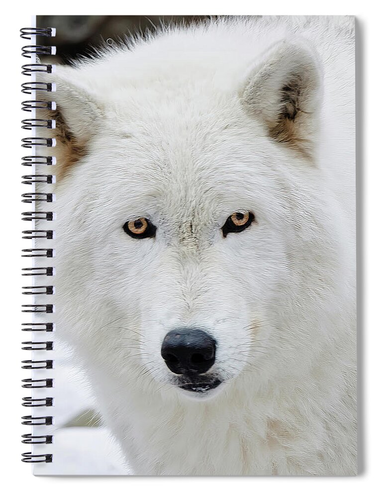 White Spiral Notebook featuring the photograph The Inquisitive Wolf Stare by Gary Slawsky
