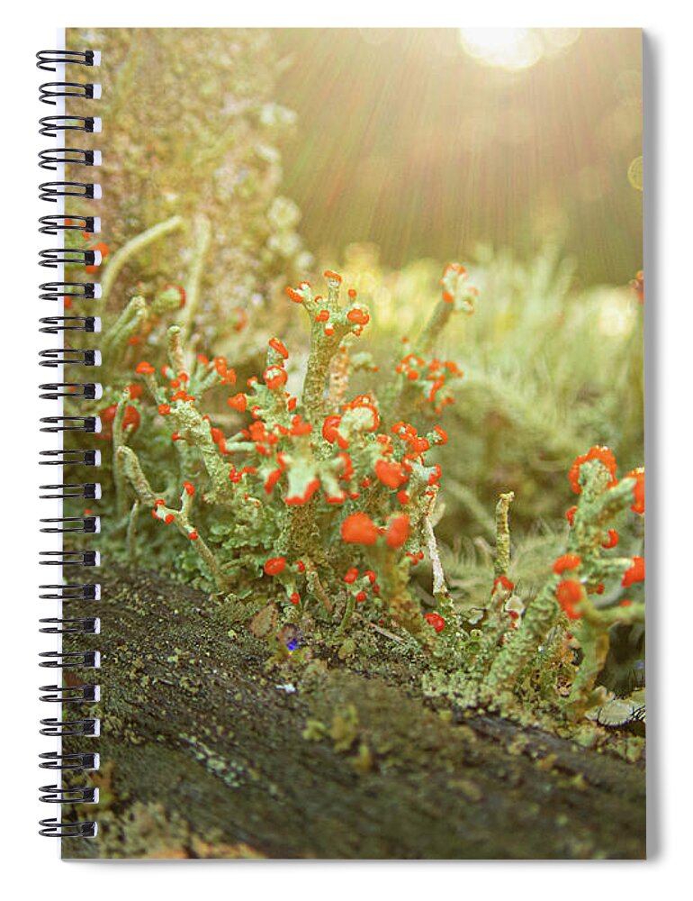 Lichen Spiral Notebook featuring the photograph The Lichen Forest by Kristia Adams