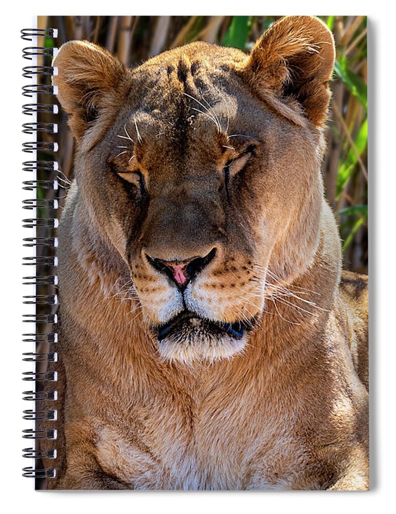  Spiral Notebook featuring the photograph The Lion Sleeps Tonight by Al Judge
