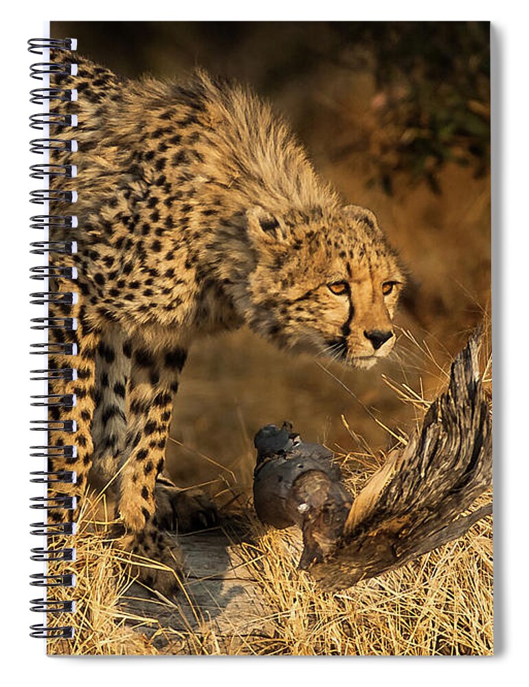 Cheetah Spiral Notebook featuring the photograph The Lookout by Linda Villers