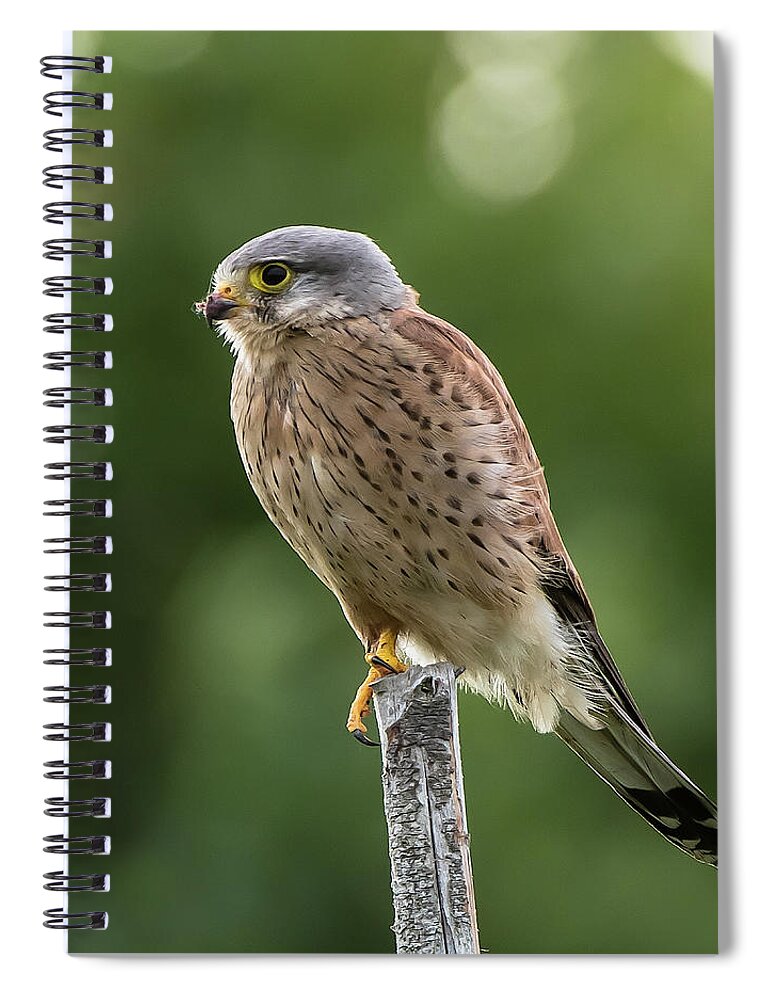 Kestrel Spiral Notebook featuring the photograph The male Kestrel hunting on top of a round pole by Torbjorn Swenelius