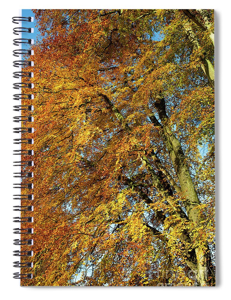 Autumn Spiral Notebook featuring the photograph The Mighty Beech by Tim Gainey