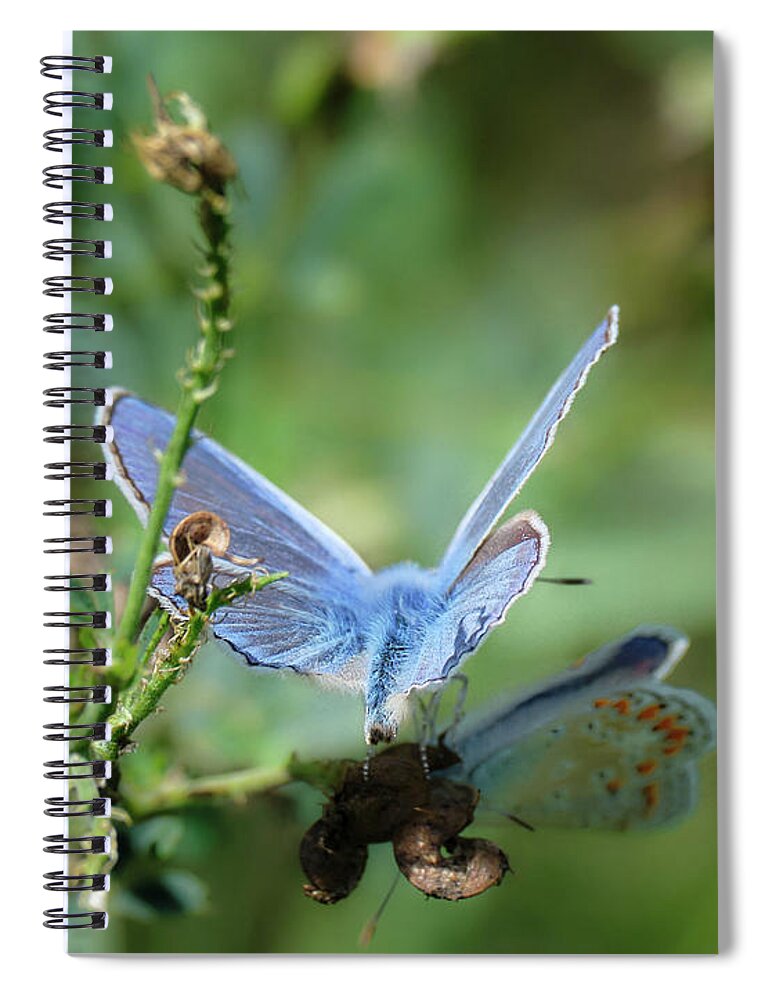 Lac Fauvel Spiral Notebook featuring the photograph The Mirrors Butterfly by Carl Marceau