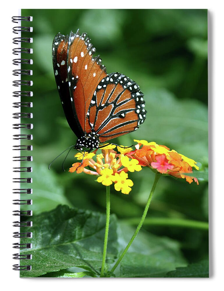 Insect Spiral Notebook featuring the photograph The Monarch by Jim Feldman