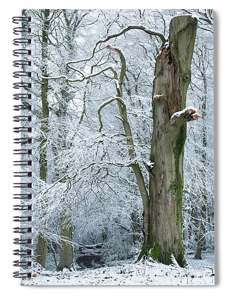 Winter Spiral Notebook featuring the photograph The Old Beech Tree in Winter by Tim Gainey