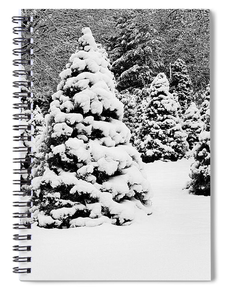 Snow Spiral Notebook featuring the photograph The Perfect Tree by Steph Gabler