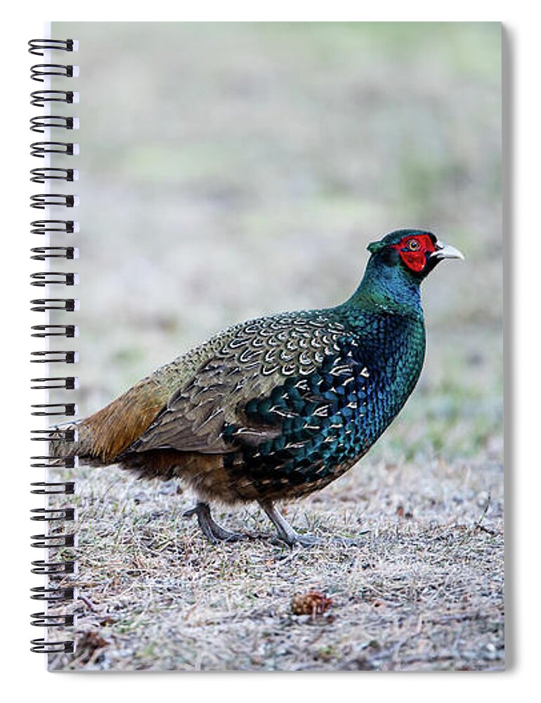 Phasianus Colchicus Colchicus Spiral Notebook featuring the photograph The Pheasant Beauty by Torbjorn Swenelius