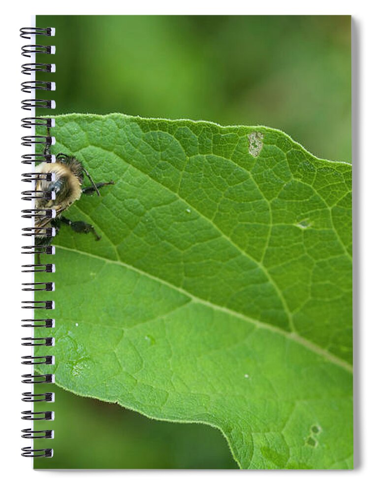 Blue Ridge Mountains Spiral Notebook featuring the photograph The Pollinator by Melissa Southern
