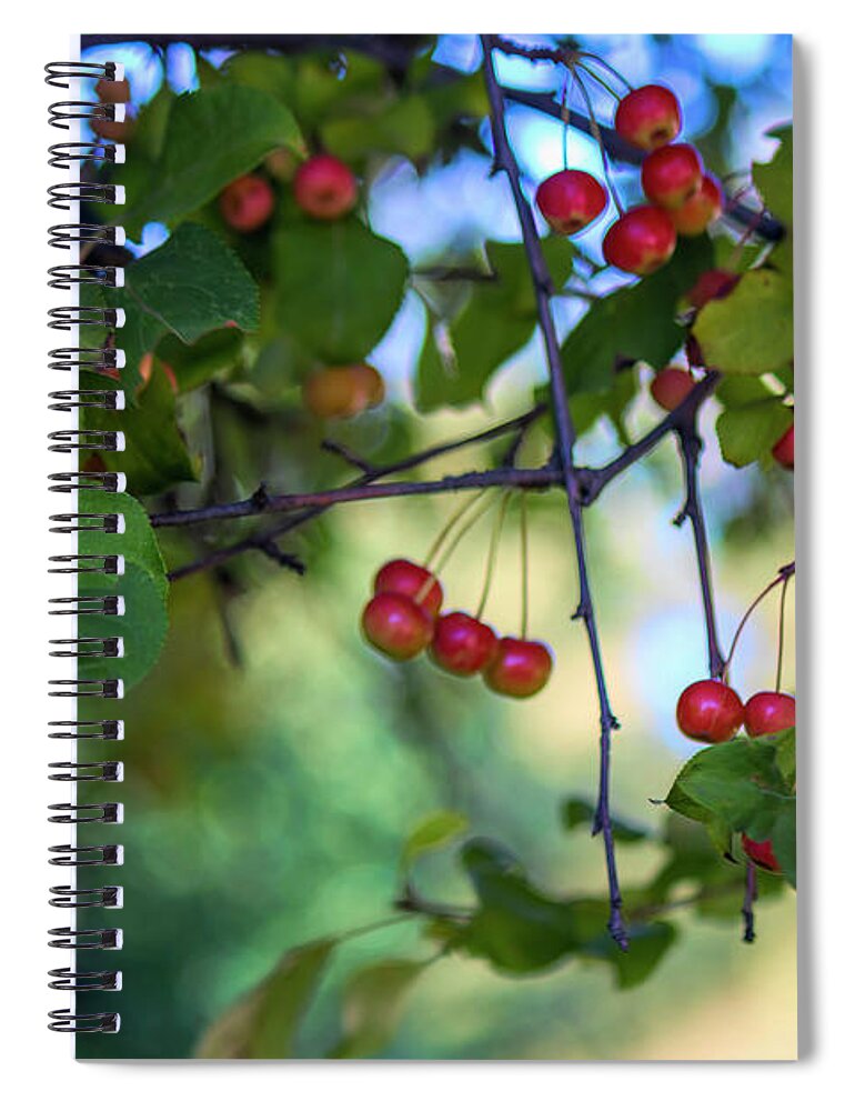 Red Berries Spiral Notebook featuring the photograph The red berries by Cathy Anderson