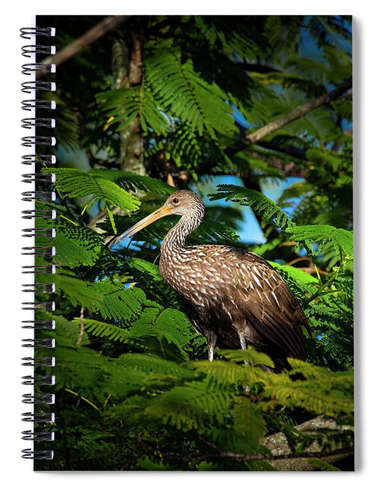 Limpkin Spiral Notebook featuring the photograph The Royal Limpkin by Mark Andrew Thomas