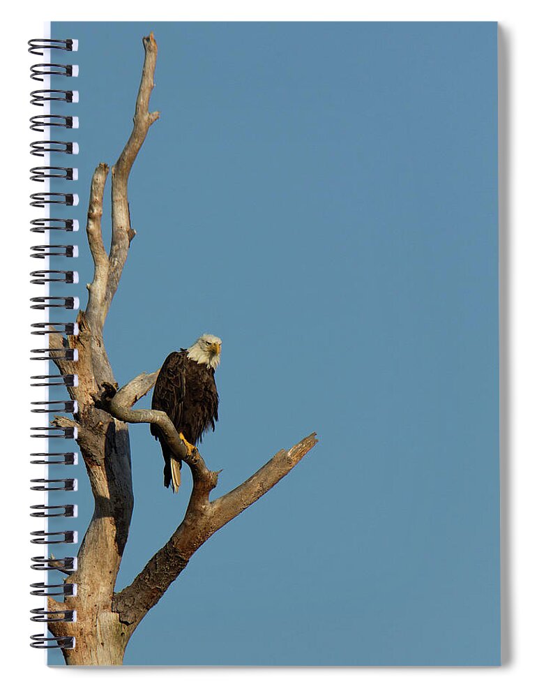 2016 Spiral Notebook featuring the photograph The Sentinel by Charles Floyd