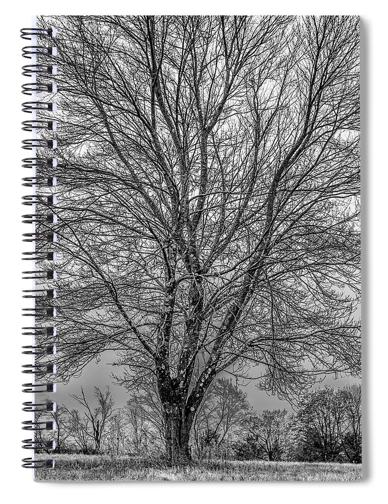 Tree Spiral Notebook featuring the photograph The Shape of a Tree by David Lee