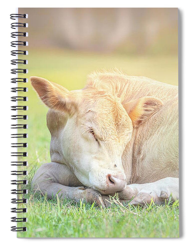 Calf Spiral Notebook featuring the photograph The Sleeping Calf by Jordan Hill