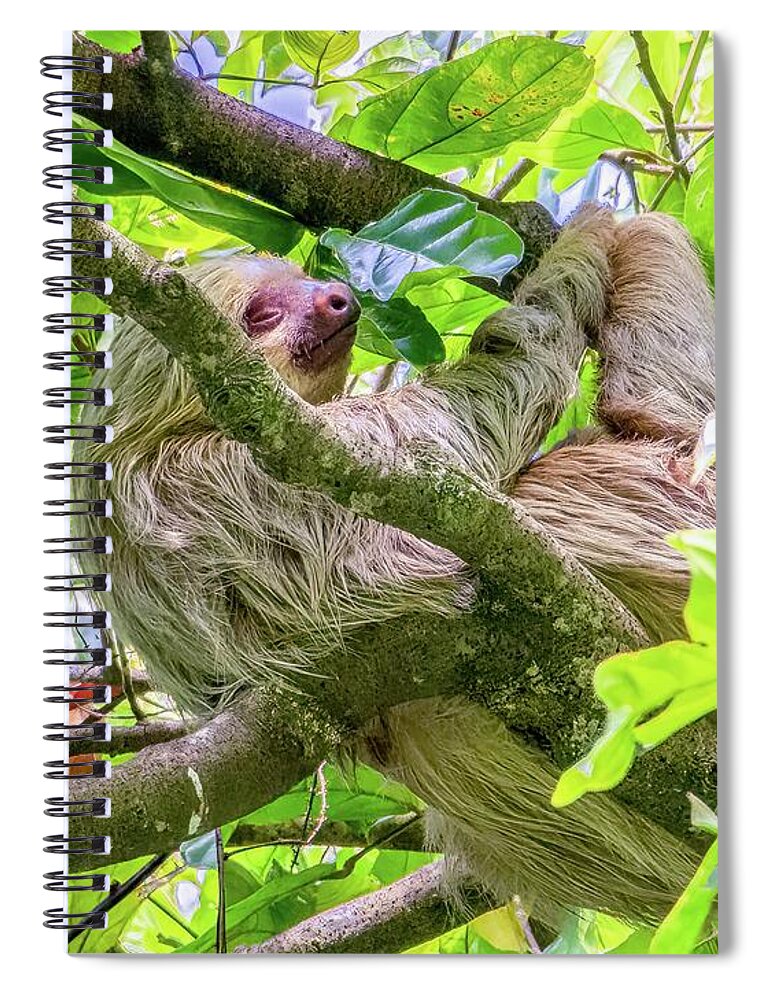  Spiral Notebook featuring the photograph The Sloth, Symbol of Costa Rica by Marcy Wielfaert