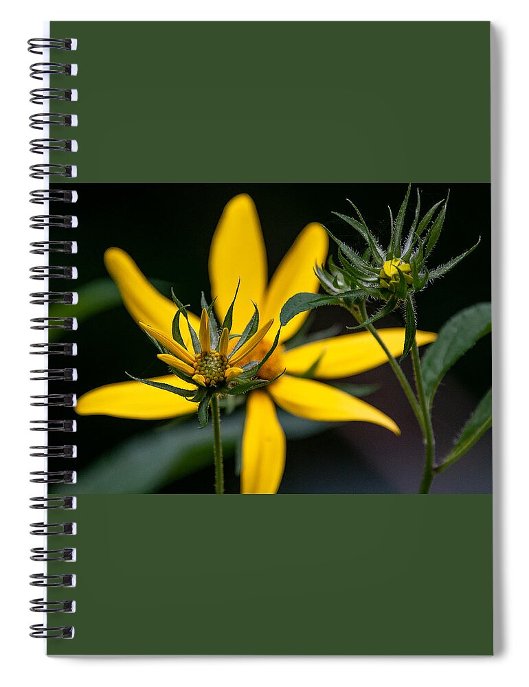 Sunflower Spiral Notebook featuring the photograph The Stages of Bloom by Linda Bonaccorsi