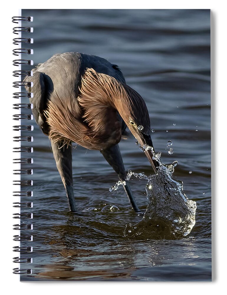 Reddish Egret Spiral Notebook featuring the photograph The Strike by RD Allen