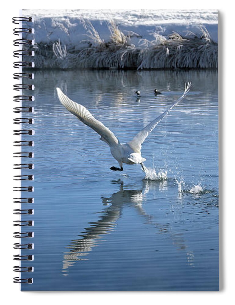 Trumpeter Swans Spiral Notebook featuring the photograph The Take-Off by Cheryl Strahl