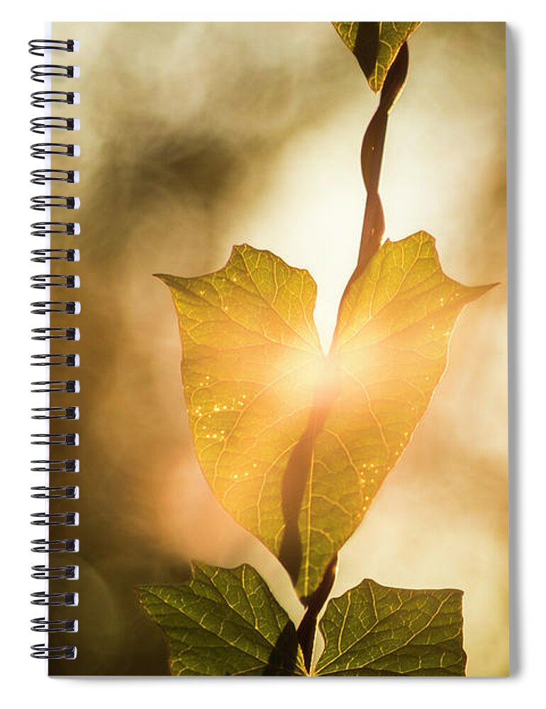Plant Spiral Notebook featuring the photograph The touch of dawn by Maria Dimitrova