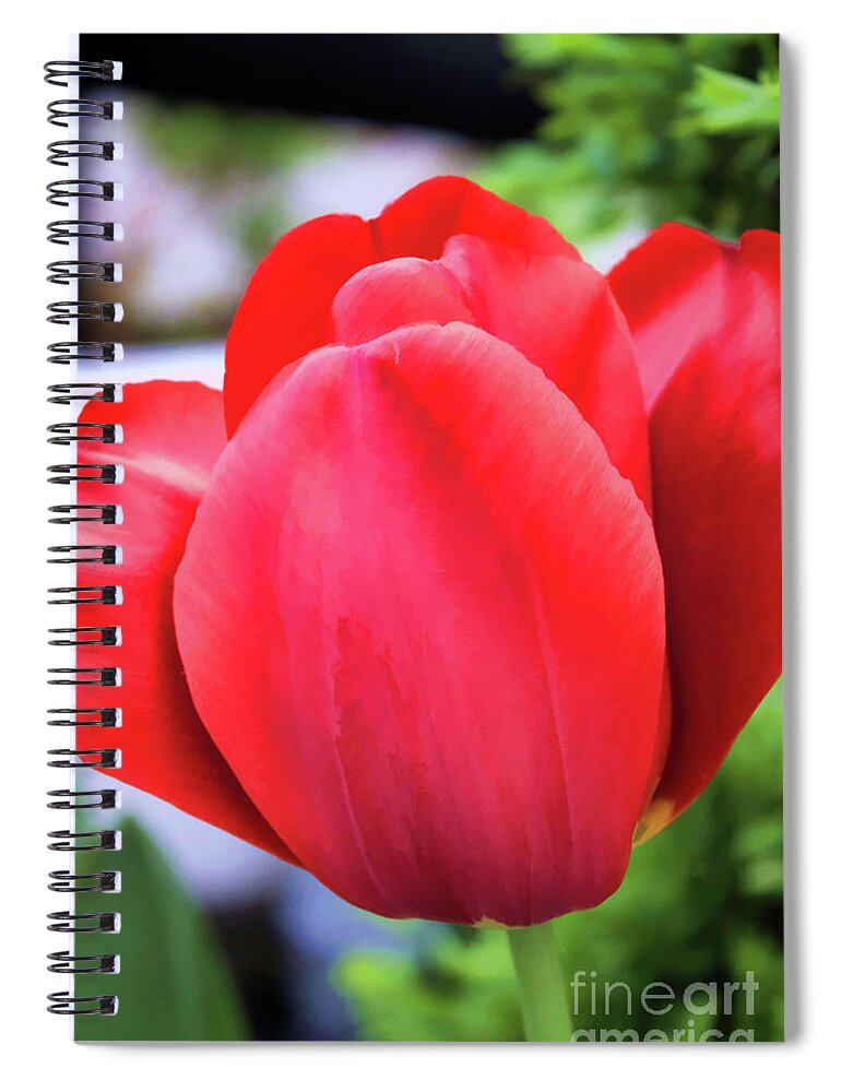 Macro Spiral Notebook featuring the photograph The Tulip Beauty by Roberta Byram