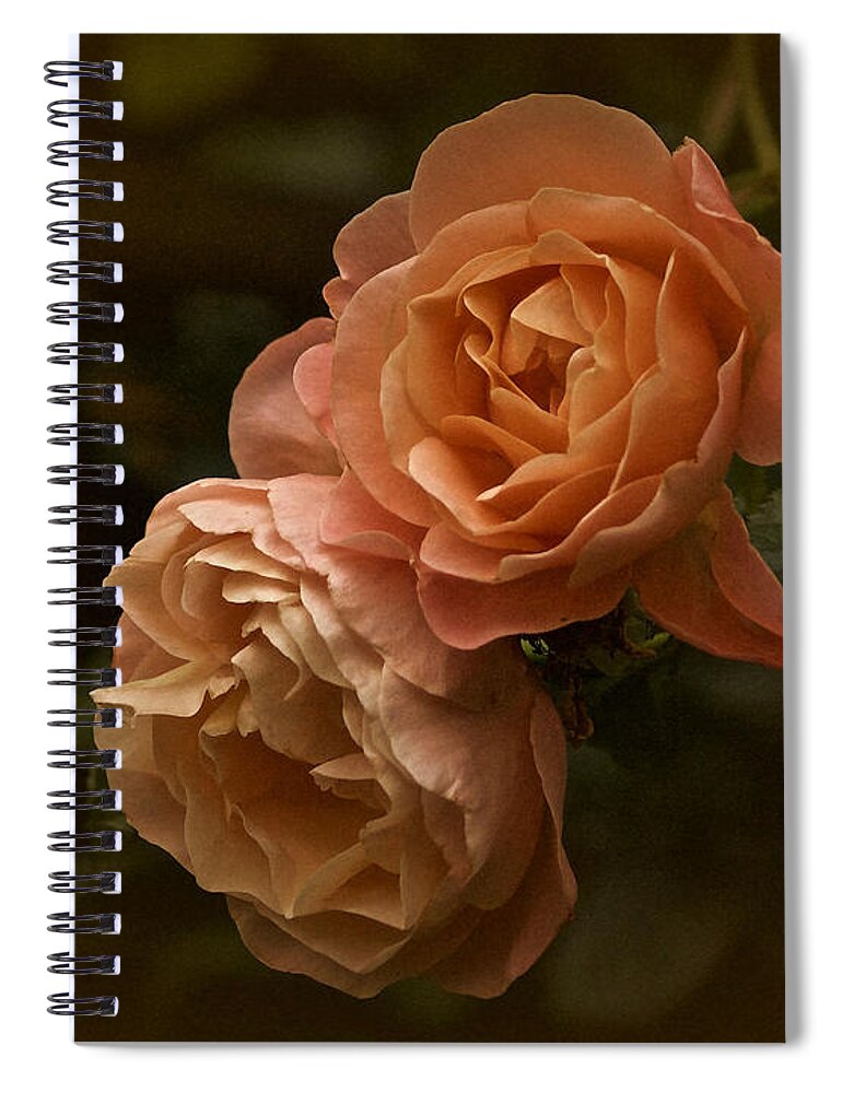 Roses Spiral Notebook featuring the photograph The Two Roses by Richard Cummings