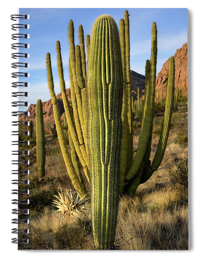 Ajo Mountain Drive Spiral Notebook featuring the photograph The Upstart by James Covello