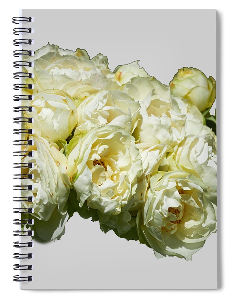 Finland Spiral Notebook featuring the photograph The Vanilla roses transparent by Jouko Lehto